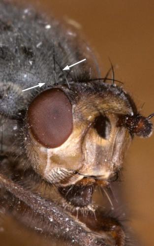 Réf. 283 520 : Gymnomus sp.